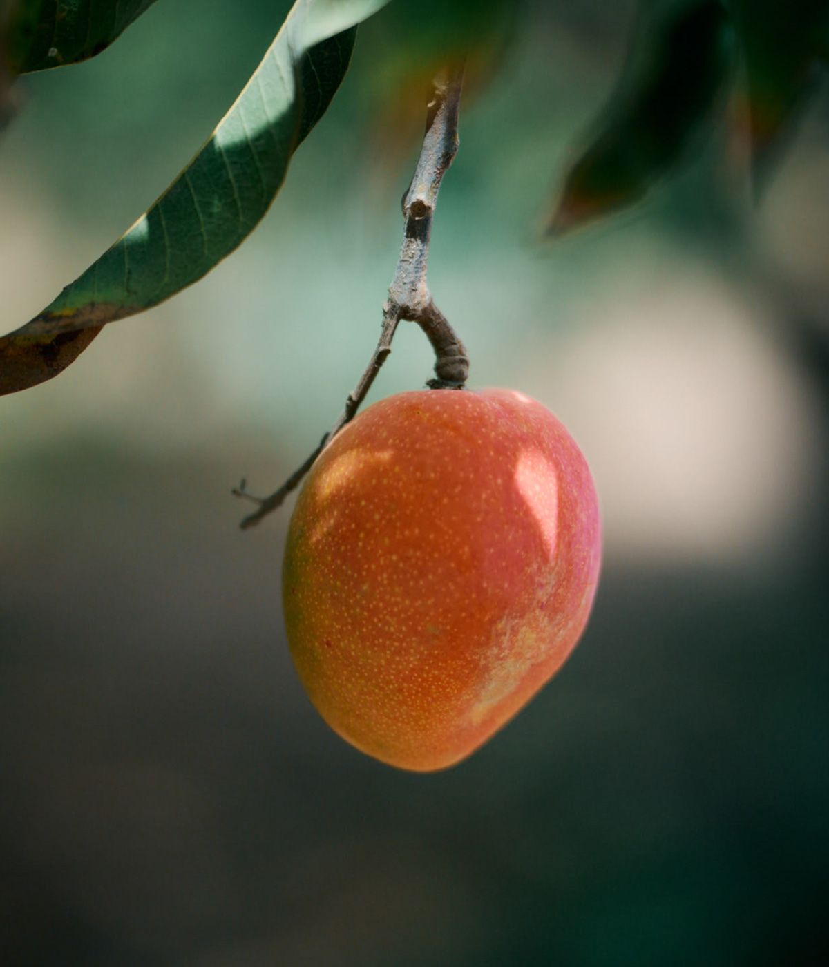 Mango Fotograf Image Kanaren