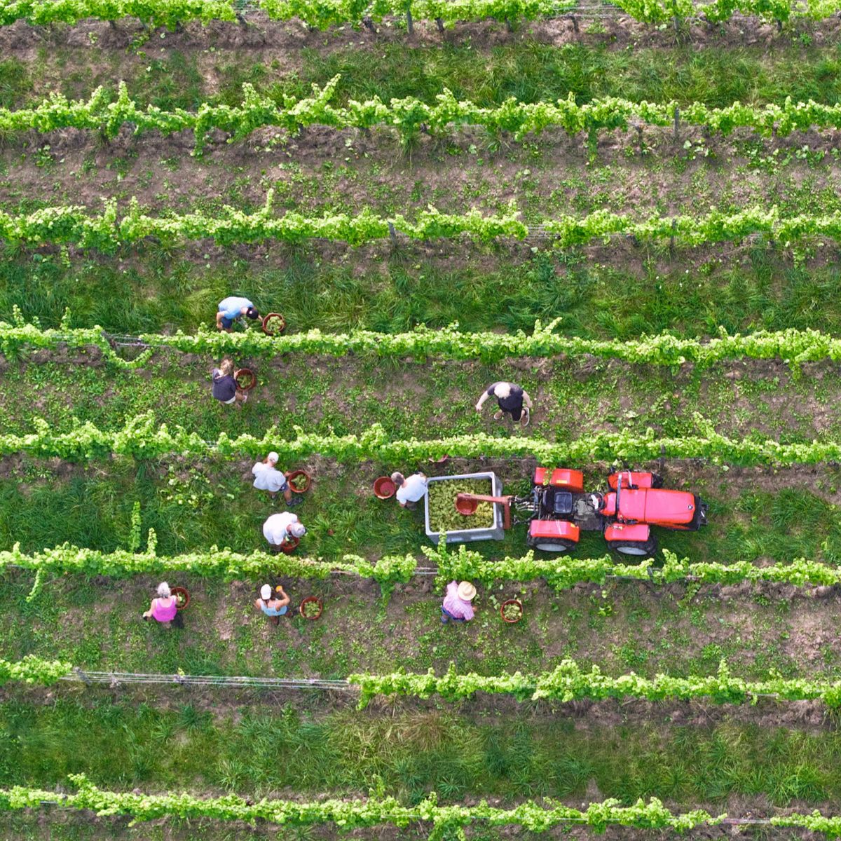 Weinlese Grün Iphofen Kronsberg
